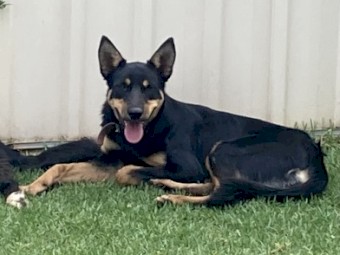 Kelpie Pup