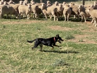 Kelpie Pup