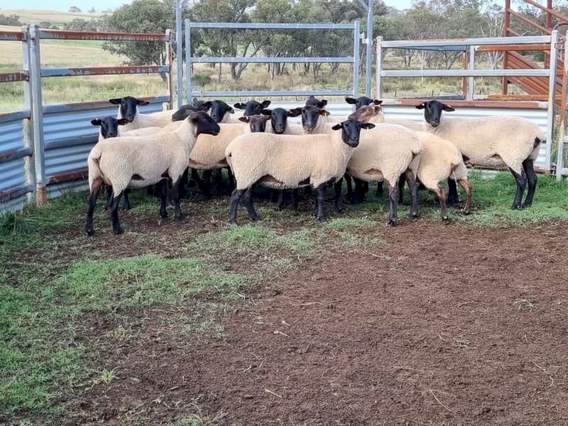 Suffolk ewes station mated