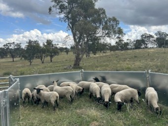 Suffolk ewes station mated