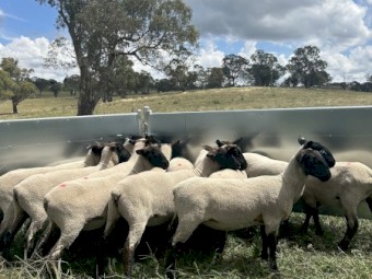 Suffolk ewes station mated