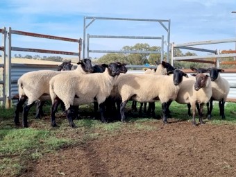 Suffolk ewes station mated