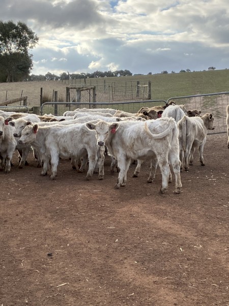 27 EU mixed sex Angus Charolais calves