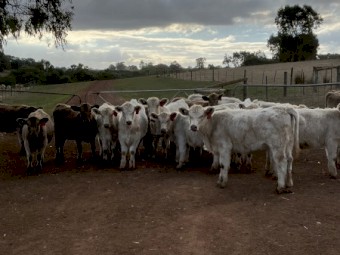 27 EU mixed sex Angus Charolais calves