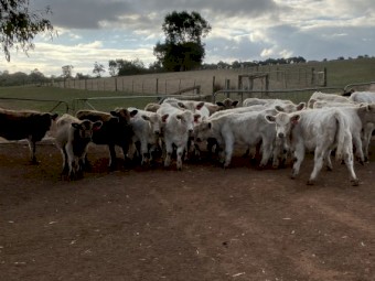 27 EU mixed sex Angus Charolais calves