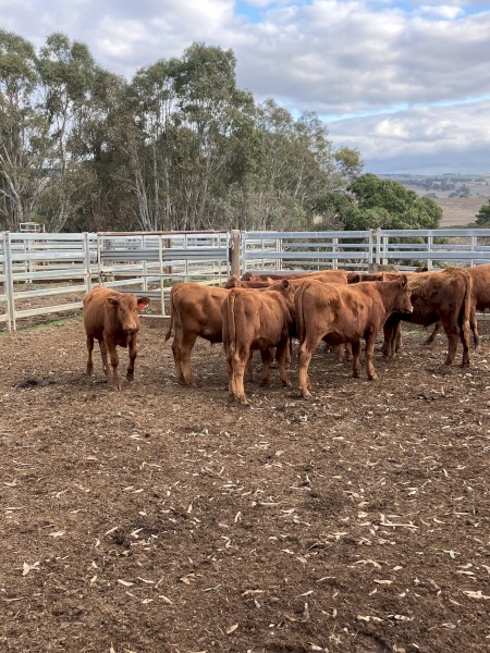 9 EU red angus steers 