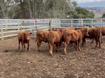 9 EU red angus steers 