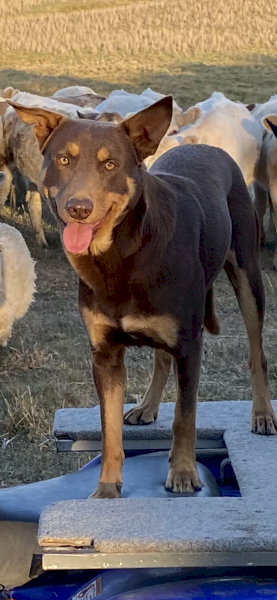 Working Kelpie Pups