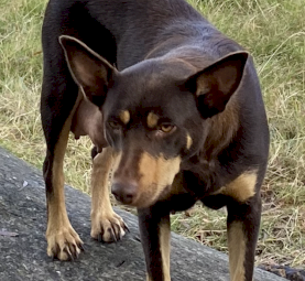 Working Kelpie Pups