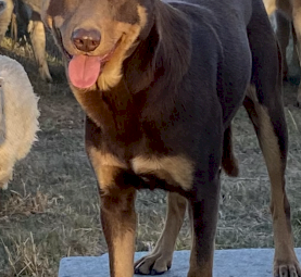 Working Kelpie Pups