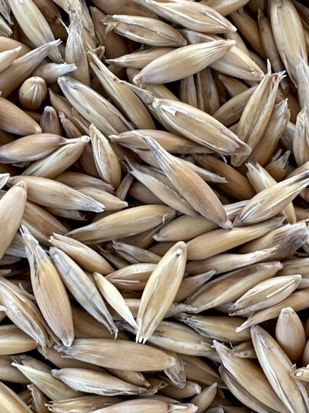 Oats - Feed