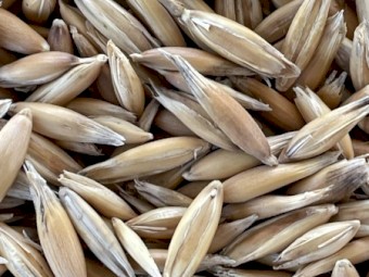 Oats - Feed