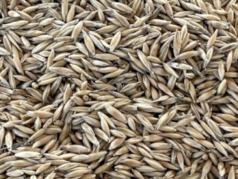 Oats - Feed