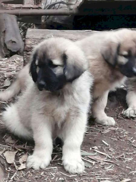 Central Asian Shepherd X Sarplaninac cross livestock guardian dog puppies 
