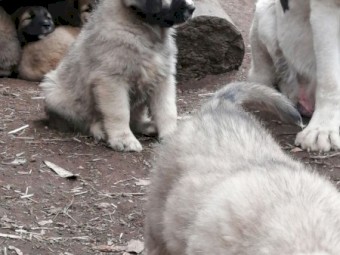 Central Asian Shepherd X Sarplaninac cross livestock guardian dog puppies 