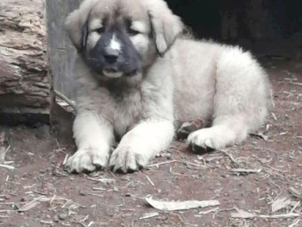 Central Asian Shepherd X Sarplaninac cross livestock guardian dog puppies 