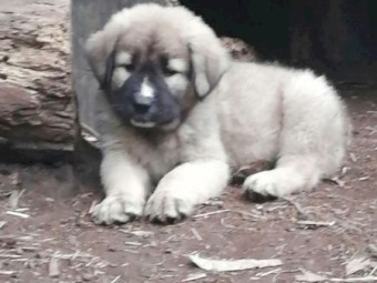 Central Asian Shepherd X Sarplaninac cross livestock guardian dog puppies 