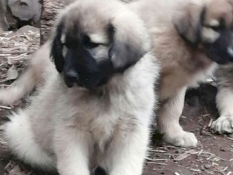Central Asian Shepherd X Sarplaninac cross livestock guardian dog puppies 