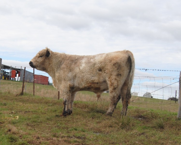 Unique opportunity White Galloway Bull - Grandson of Southern Cross El Toro