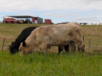 Unique opportunity White Galloway Bull - Grandson of Southern Cross El Toro