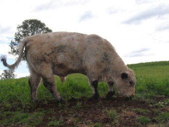Unique opportunity White Galloway Bull - Grandson of Southern Cross El Toro
