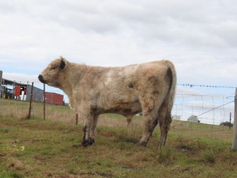 Unique opportunity White Galloway Bull - Grandson of Southern Cross El Toro