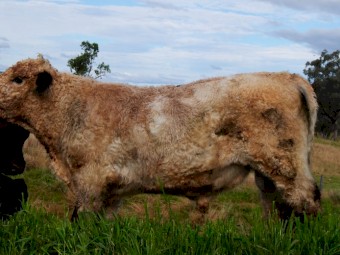 Unique opportunity White Galloway Bull - Grandson of Southern Cross El Toro