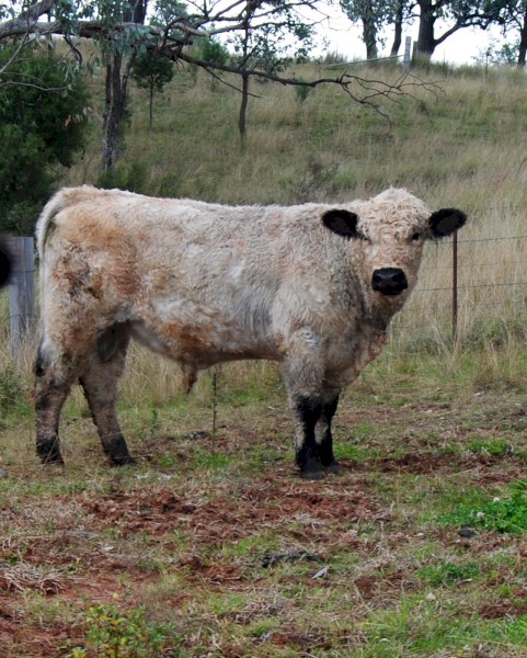 Unique opportunity White Galloway Bull - Grandson of Southern Cross El Toro