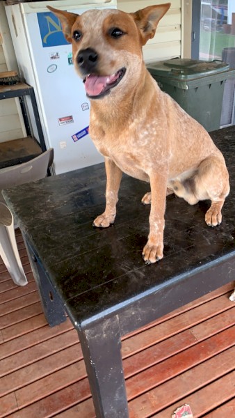 Red stumpy tail cattle dog 