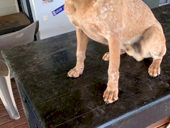 Red stumpy tail cattle dog 