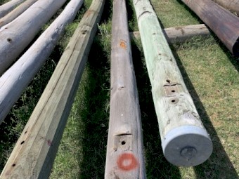 Hardwood poles post telegraph poles 
