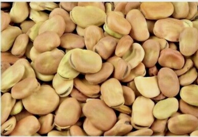 44mt Faba Beans