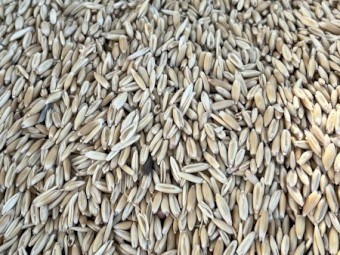 Matika Oats
