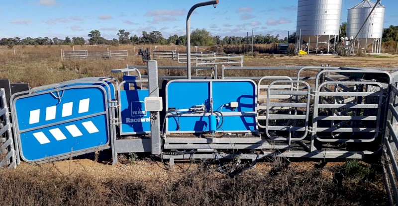 2019 Te Pari Racewell (HD3) 3 way draft Sheep Handler