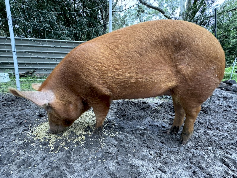 Tamworth Pig
