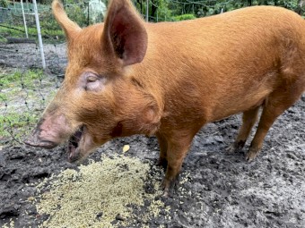 Tamworth Pig