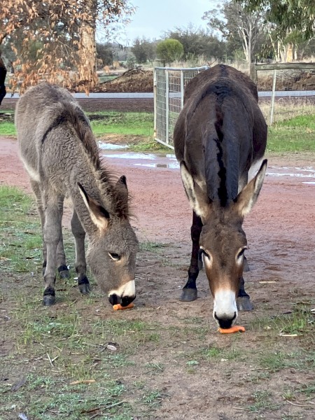 Donkey Filly and Jenny