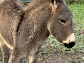 Donkey Filly and Jenny