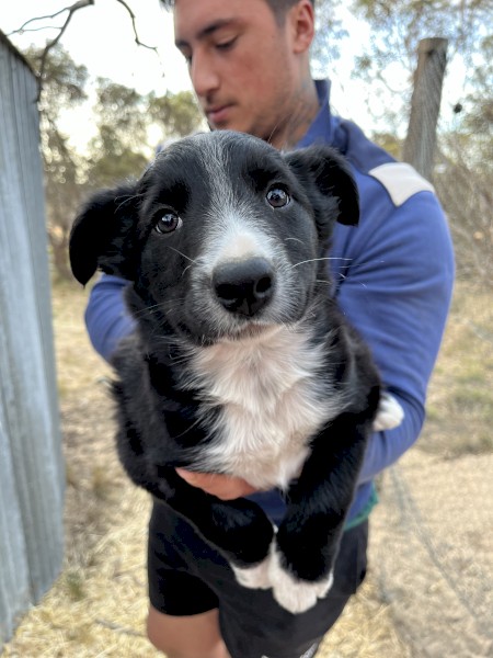 Working pup