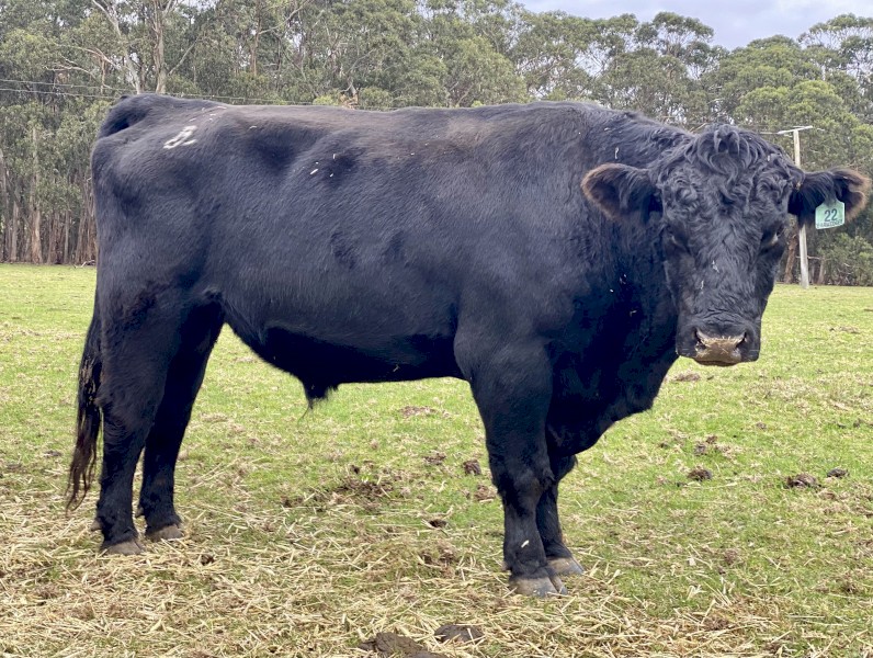 Angus Bull Stud 
