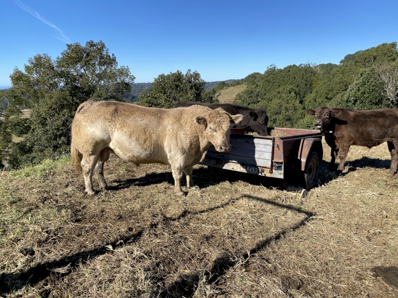 Square Meater Bull 4 years