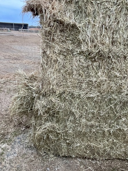 150 x Pasture Hay 8x4x3 Bales