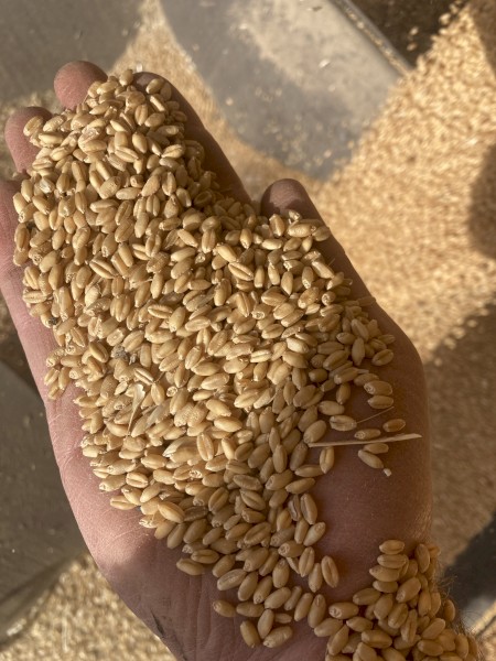Wheat stock feed