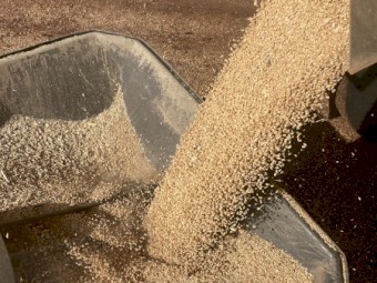 Wheat stock feed
