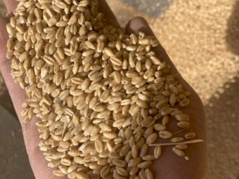 Wheat stock feed