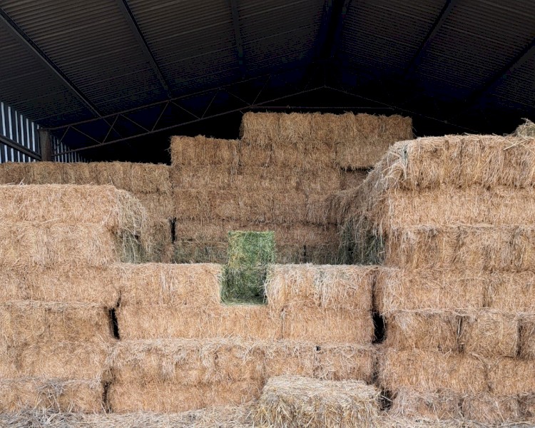 Exceptional quality lucerne, wheaten and oaten hay