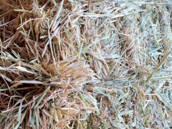 Exceptional quality lucerne, wheaten and oaten hay
