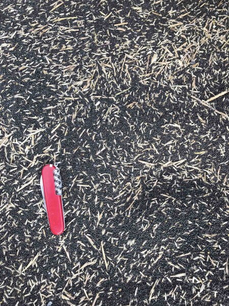20t canola probably for non-food use