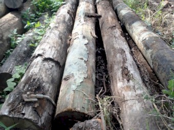 Turpentine log 3m long
