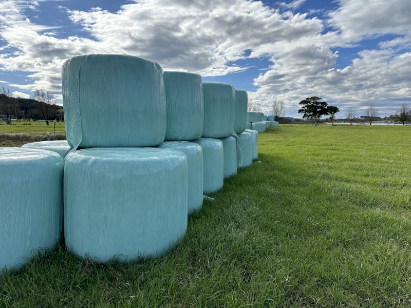 Fresh Silage
